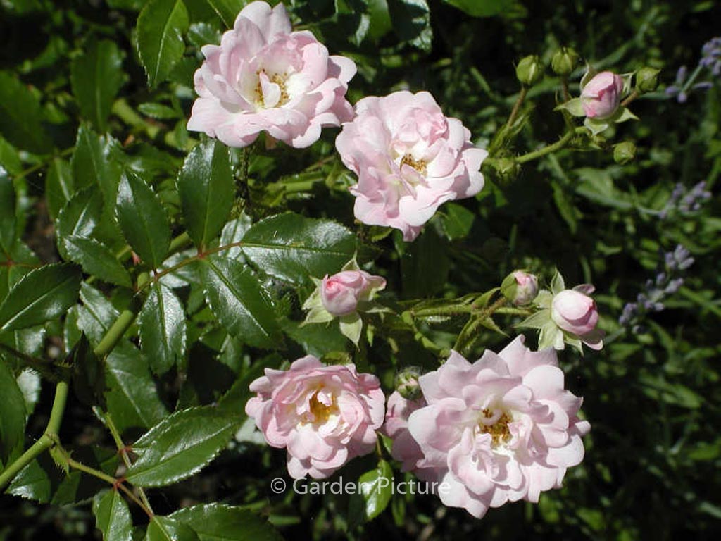 Rosa ‚The Fairy‘