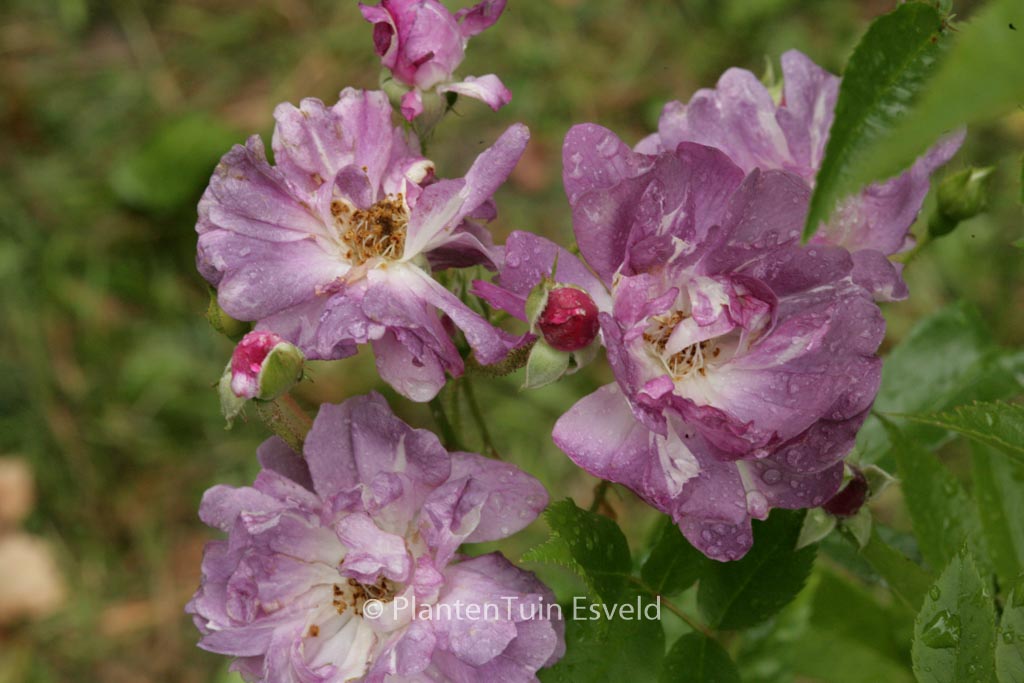 Rosa ‚Veilchenblau‘