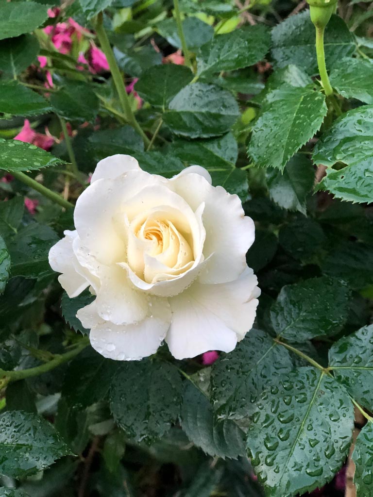 Rosa ‚White Meilove‘