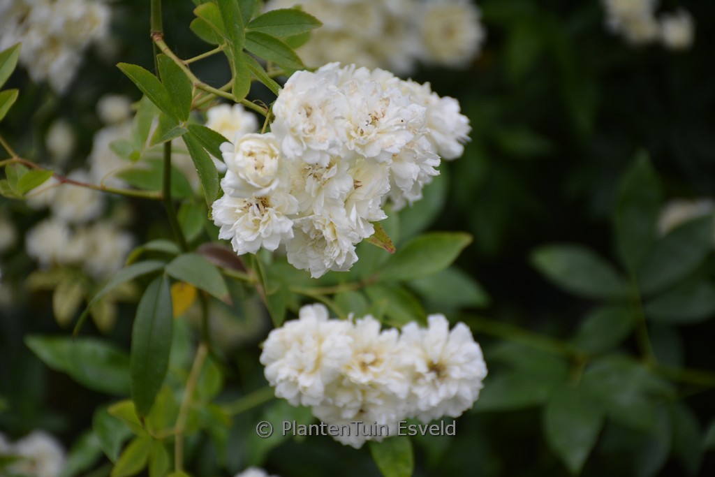 Rosa banksiae ‚Alba Plena‘