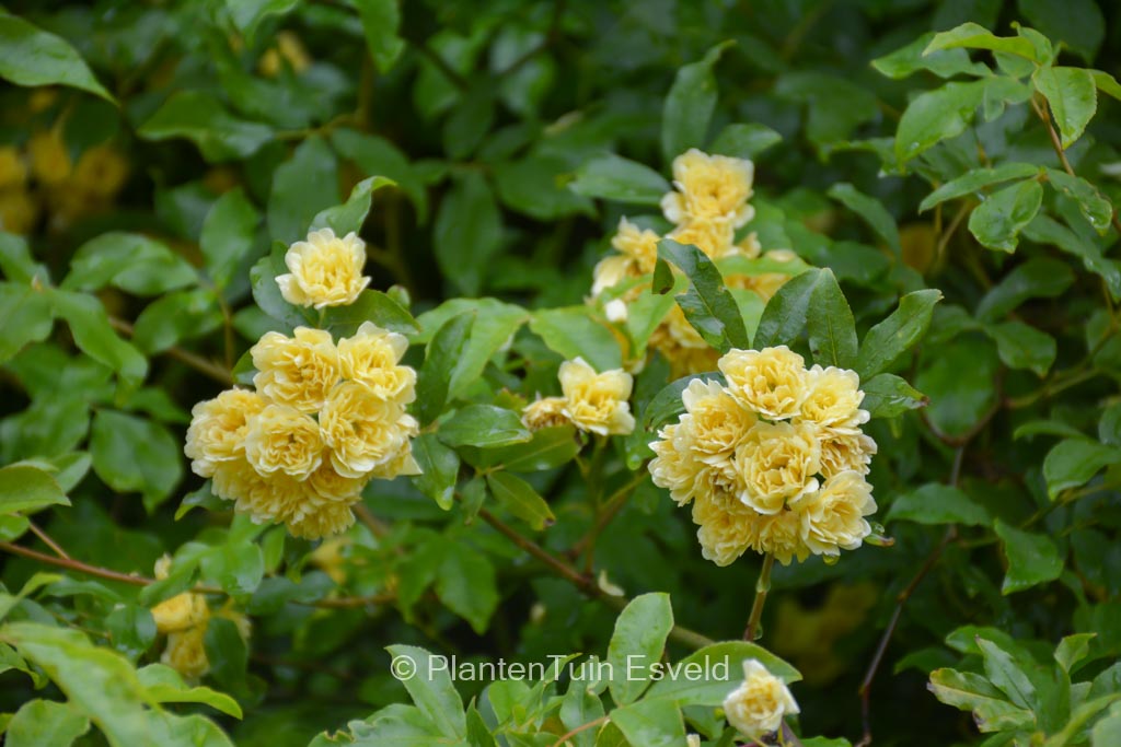 Rosa banksiae ‚Lutea‘