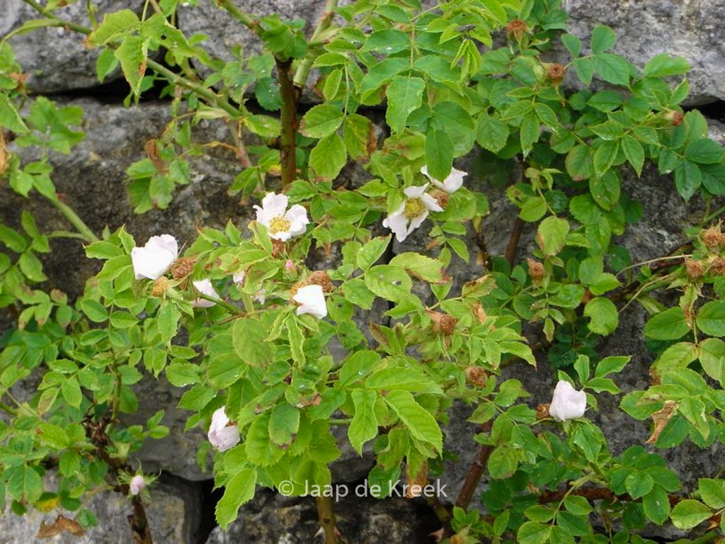 Rosa corymbifera