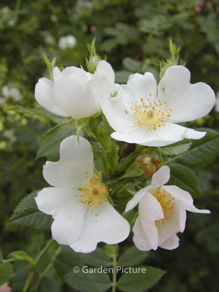 Rosa tomentosa