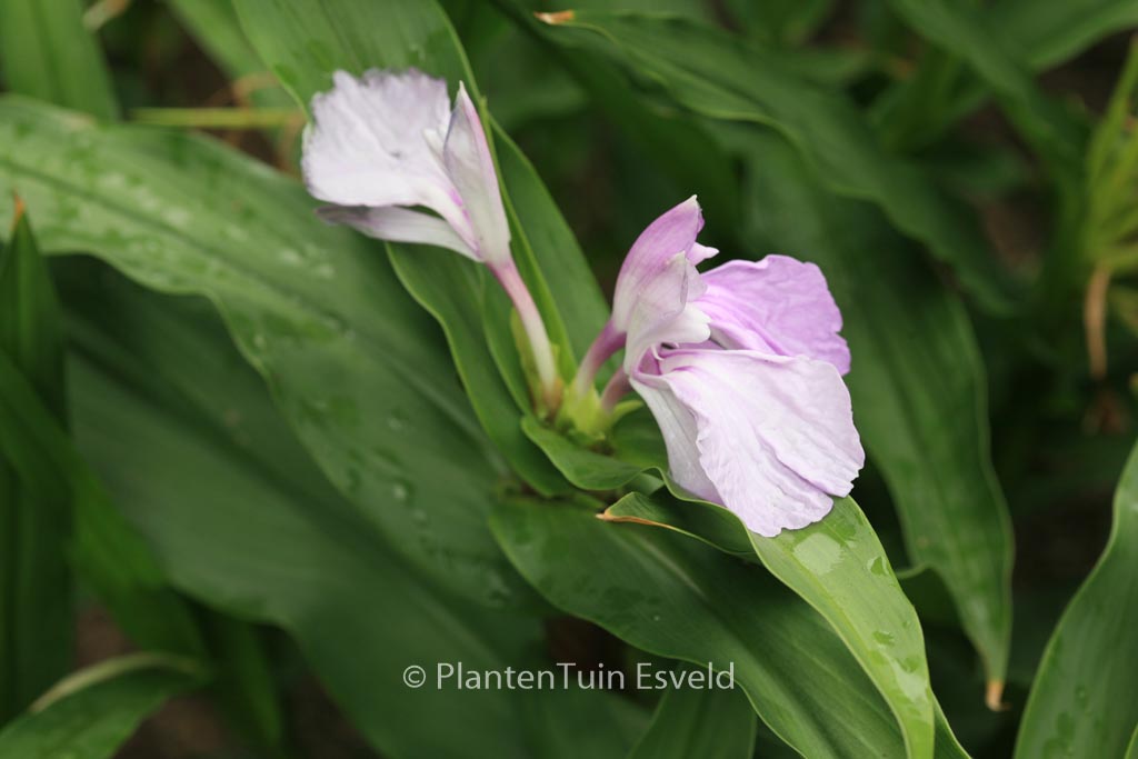 Roscoea purpurea