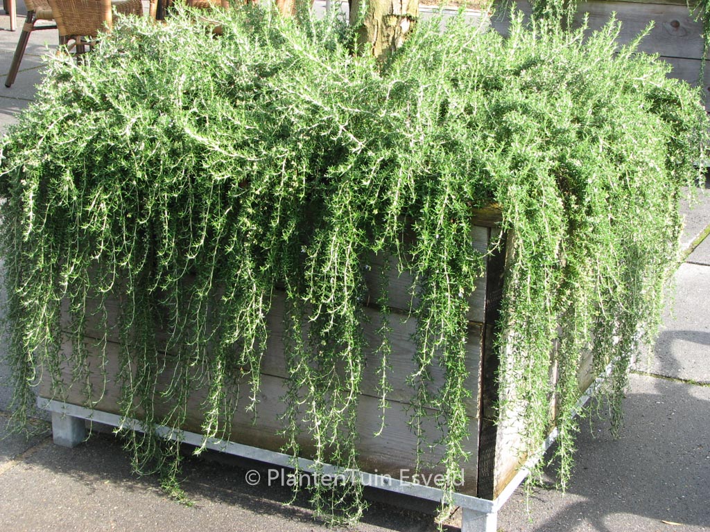 Rosmarinus officinalis ‚Capri‘