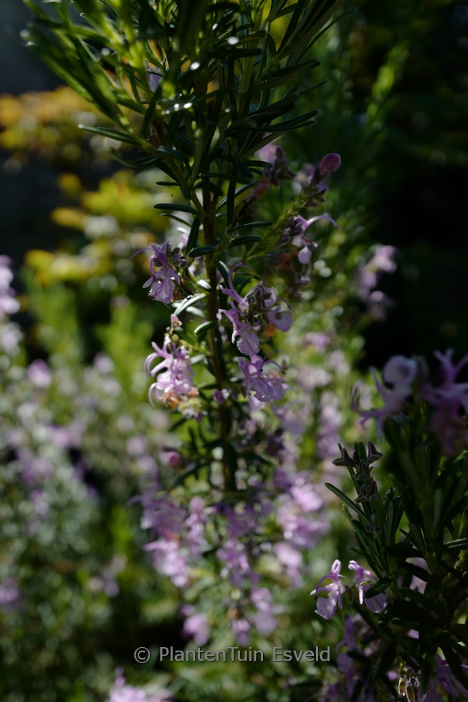 Rosmarinus officinalis ‚Majorca Pink‘