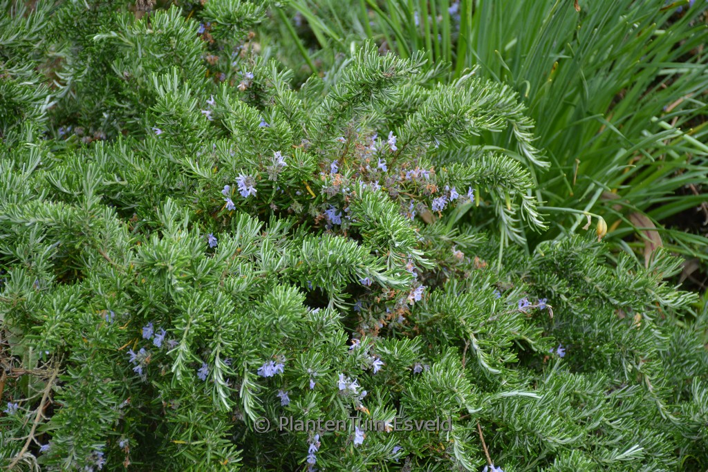 Rosmarinus officinalis ‚Prostratus‘