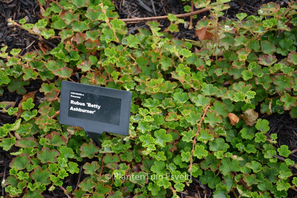 Rubus ‚Betty Ashburner‘