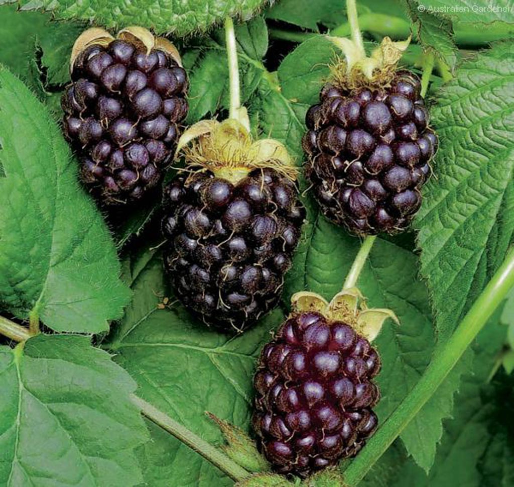 Rubus ‚Boysenberry‘