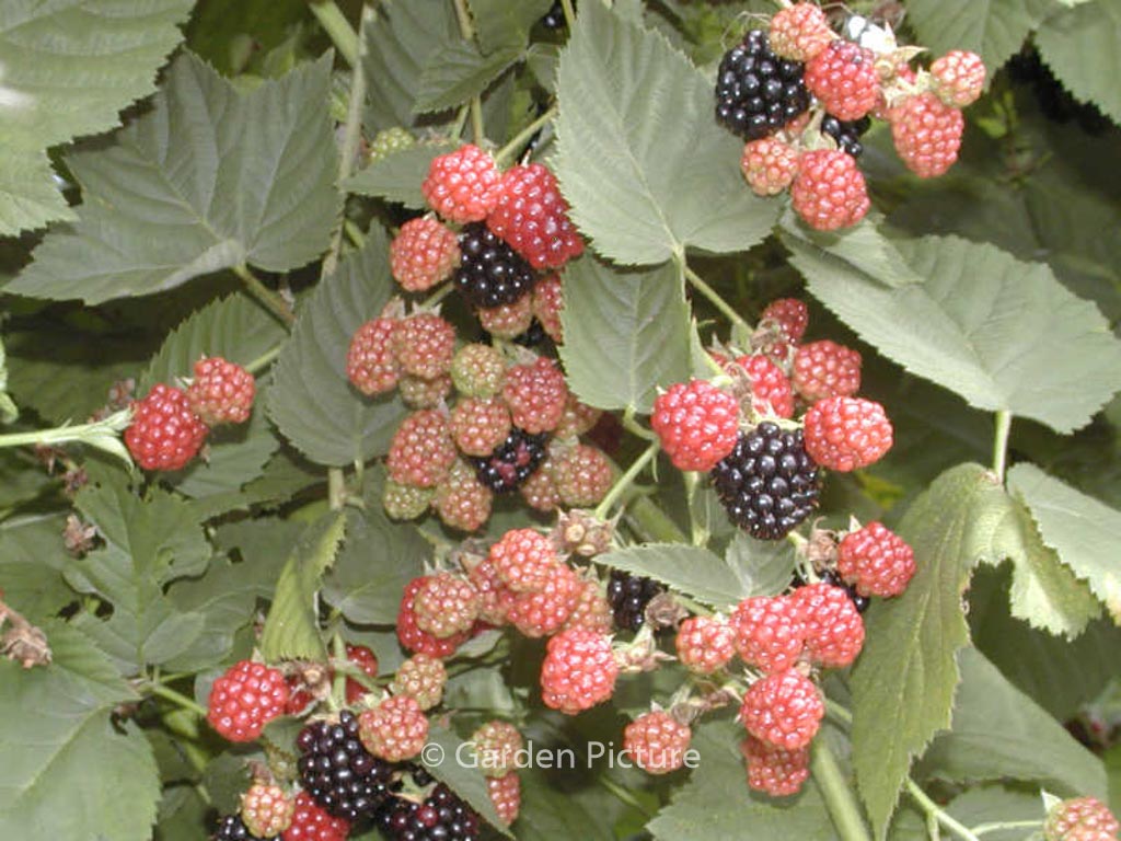 Rubus ‚Chester Thornless‘