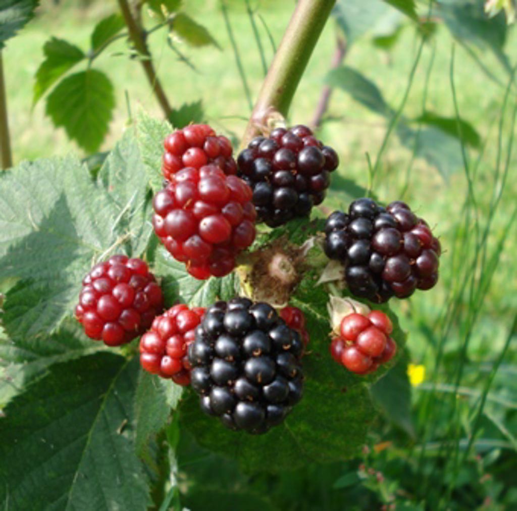 Rubus ‚Himalaya‘