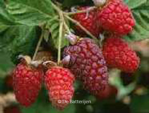 Rubus ‚Loganberry‘
