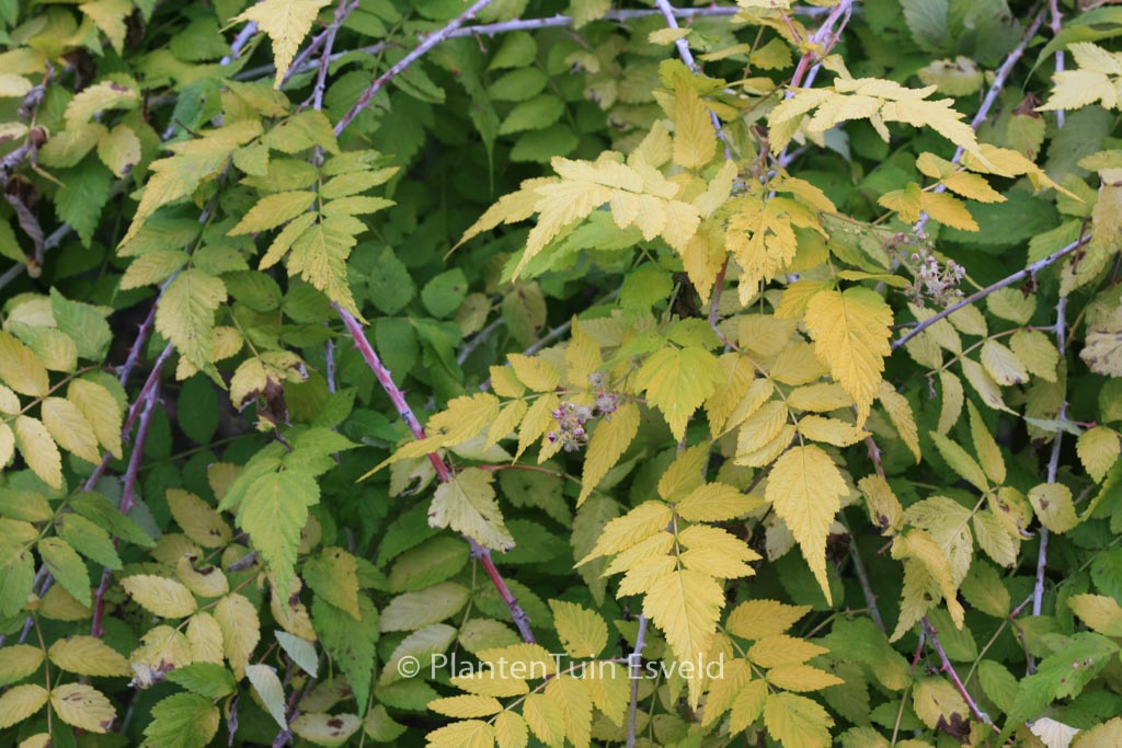Rubus cockburnianus ‚Wyego‘ (GOLDEN VALE)