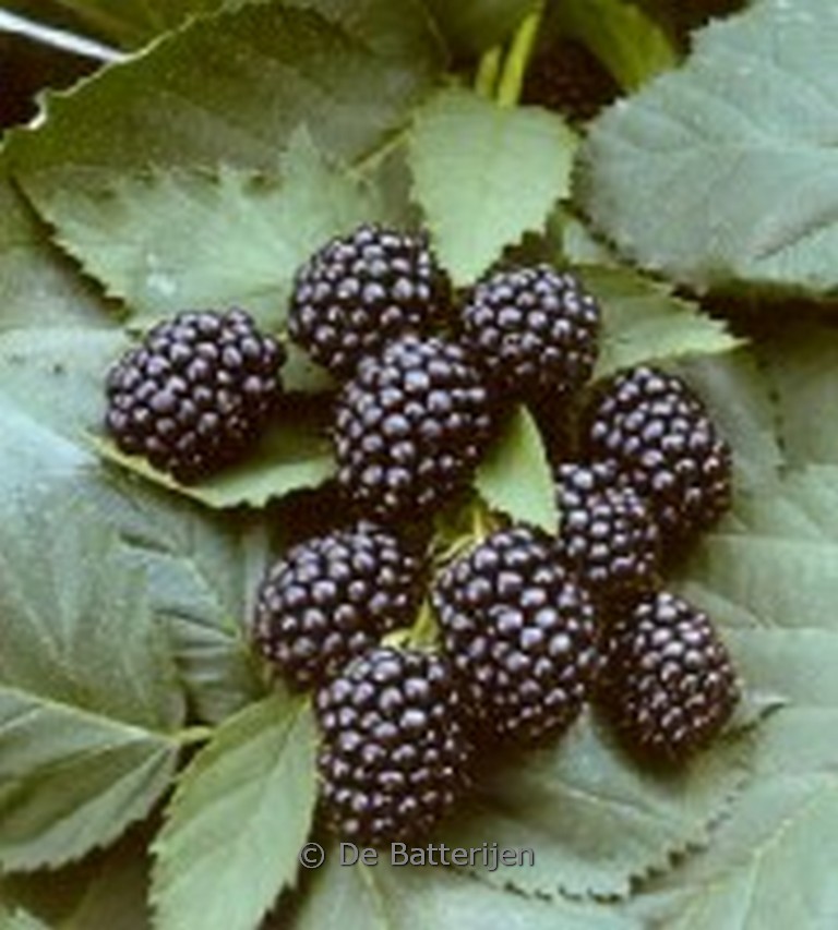 Rubus fruticosus ‚Black Satin‘