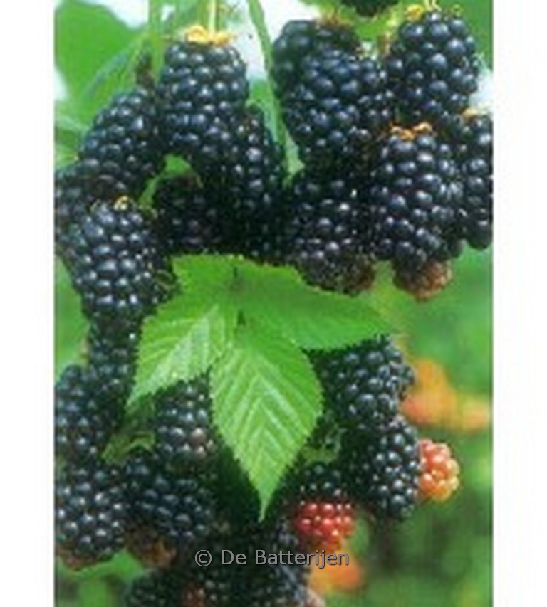 Rubus fruticosus ‚Loch Ness‘