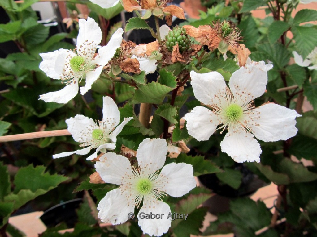 Rubus fruticosus ‚Reuben‘