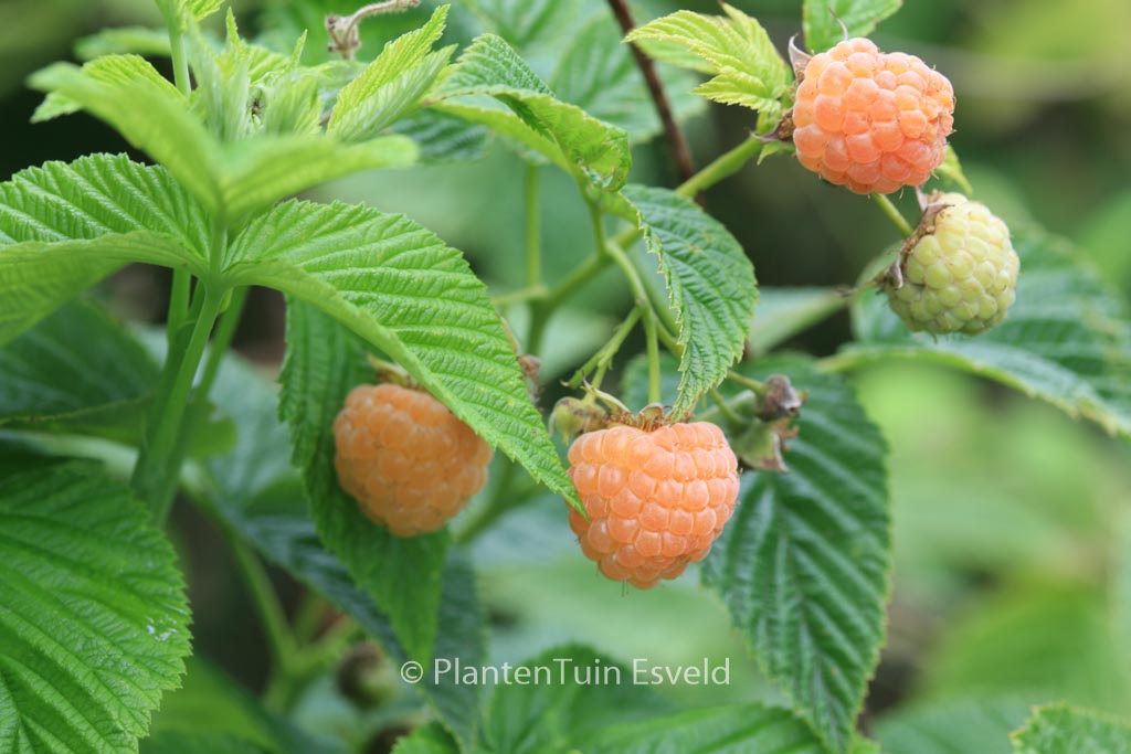 Rubus idaeus ‚Fallgold‘