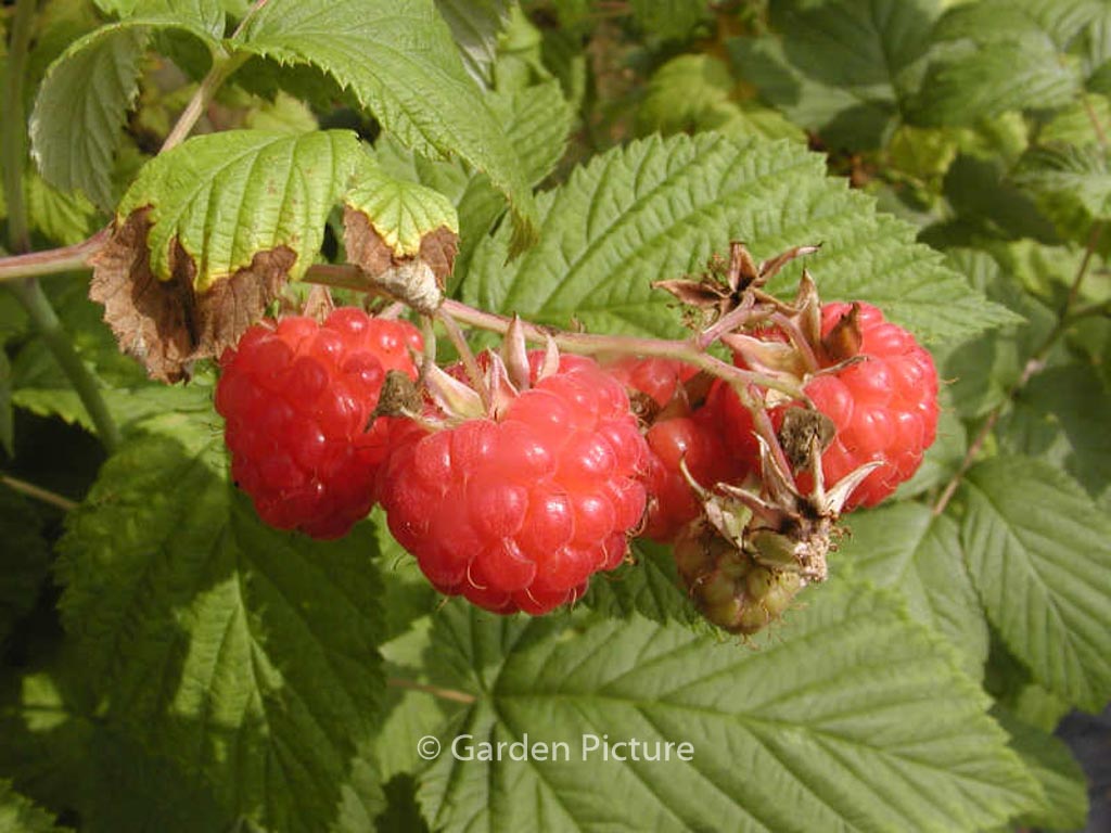 Rubus idaeus ‚Glen Ample‘