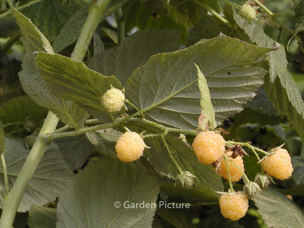 Rubus idaeus ‚Golden Bliss‘