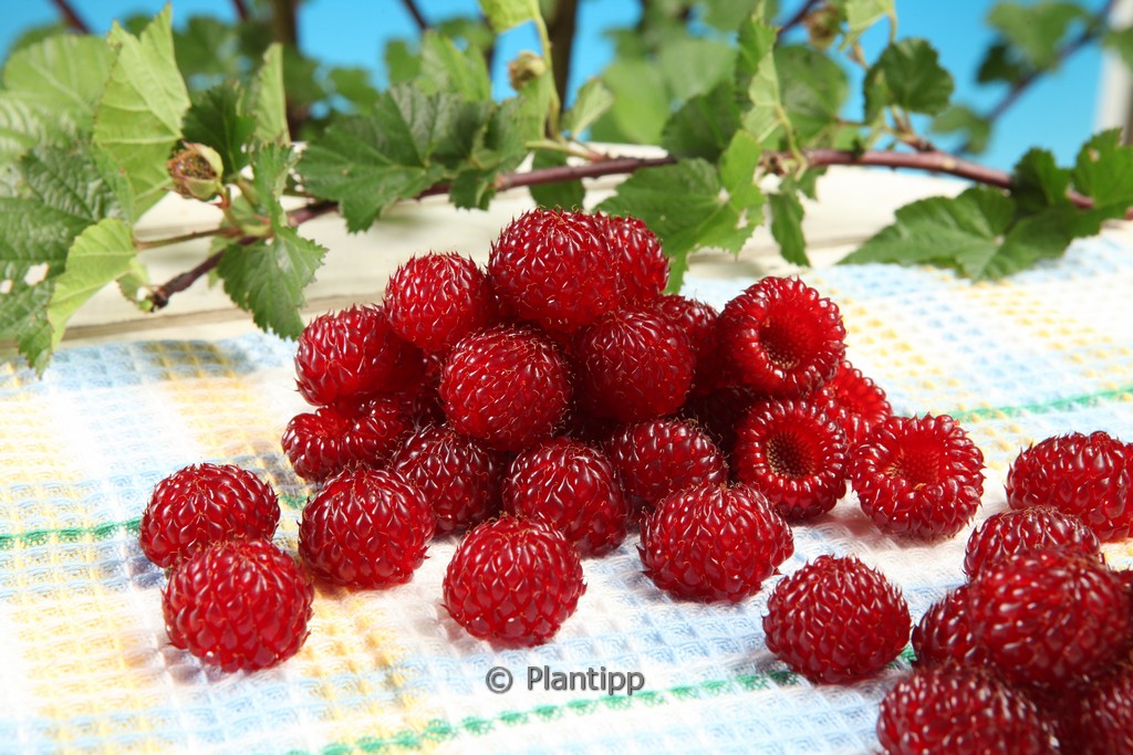 Rubus idaeus ‚Hararasp‘ (RASPBEARY)