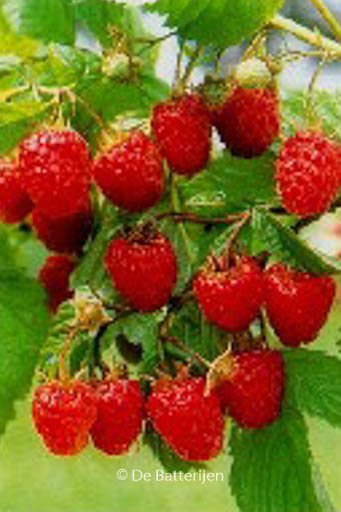 Rubus idaeus ‚Malling Promise‘