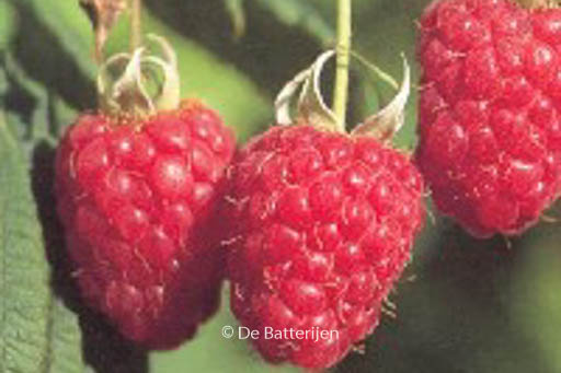 Rubus idaeus ‚Schoenemann‘