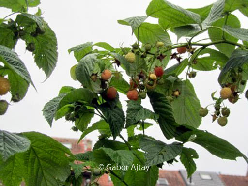 Rubus idaeus ‚Tulameen‘