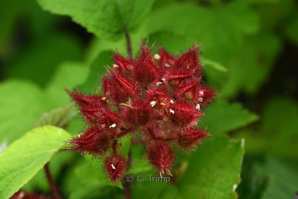 Rubus loganobaccus ‚Tayberry‘