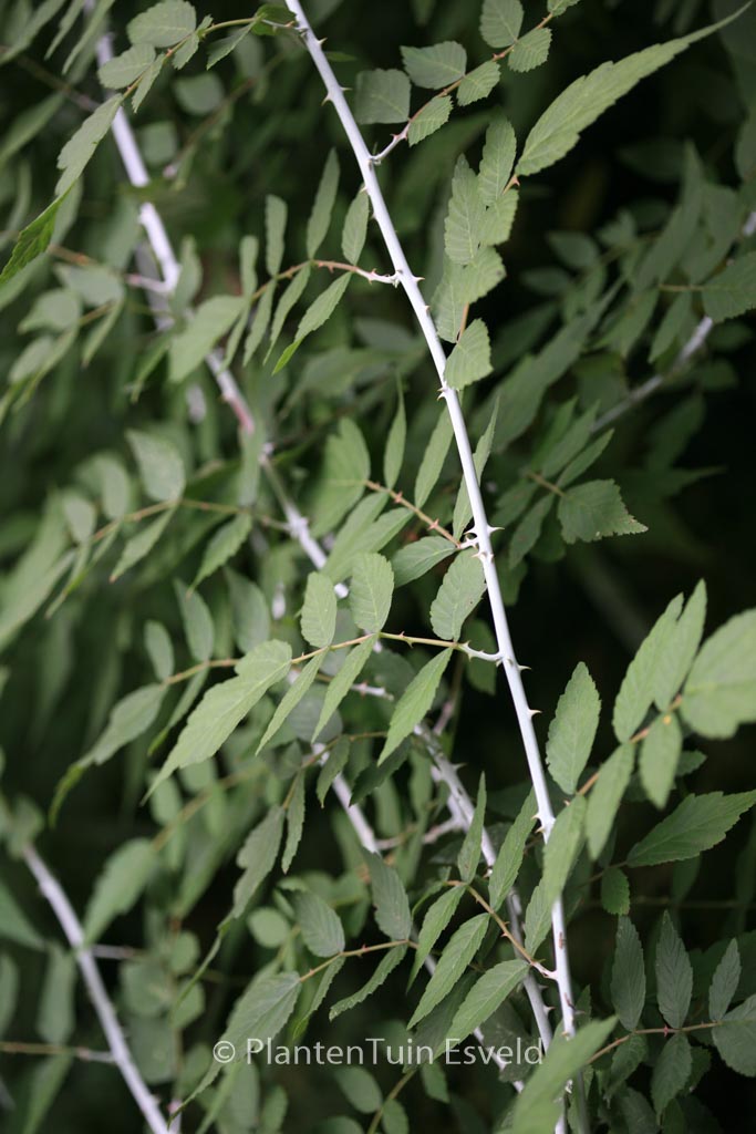 Rubus thibetanus ‚Silver Fern‘
