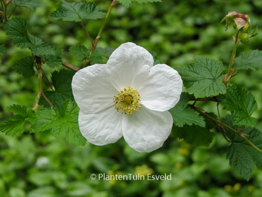 Rubus tridel ‚Benenden‘