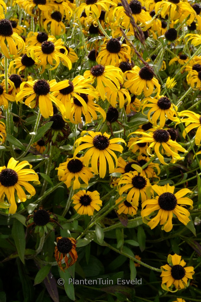 Rudbeckia ‚American Goldrush‘