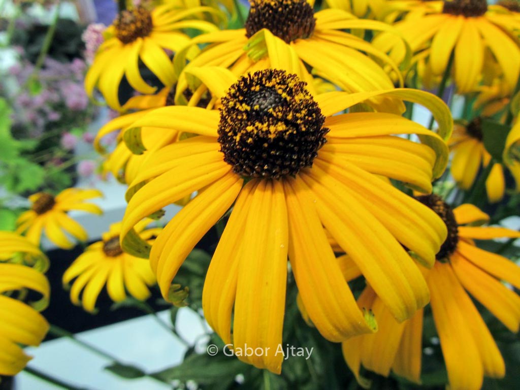 Rudbeckia fulgida ‚City Garden‘