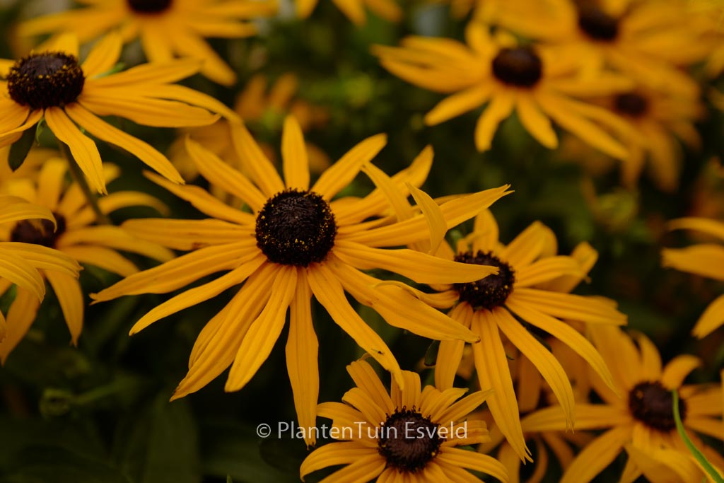 Rudbeckia fulgida ‚Forever Gold‘