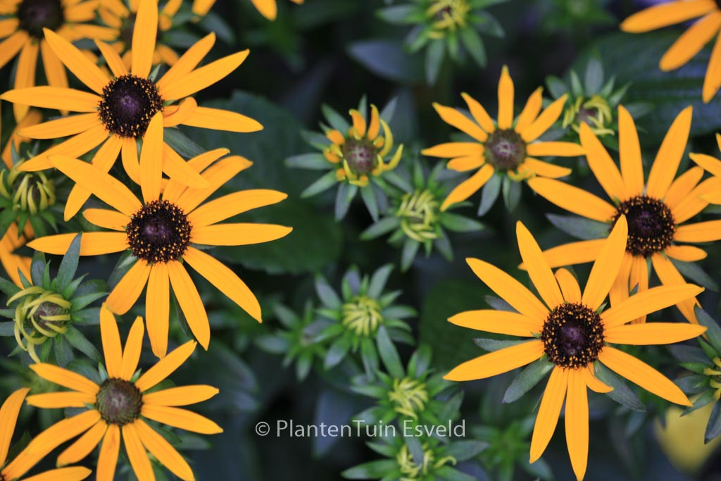 Rudbeckia fulgida ‚Little Goldstar‘