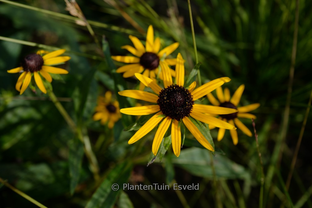 Rudbeckia fulgida ‚Sun Ka Ching‘
