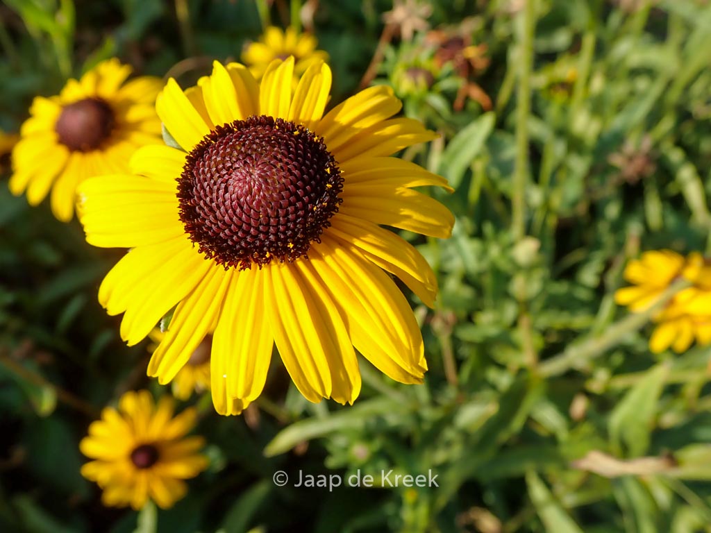 Rudbeckia fulgida ‚Viette’s Little Suzy‘
