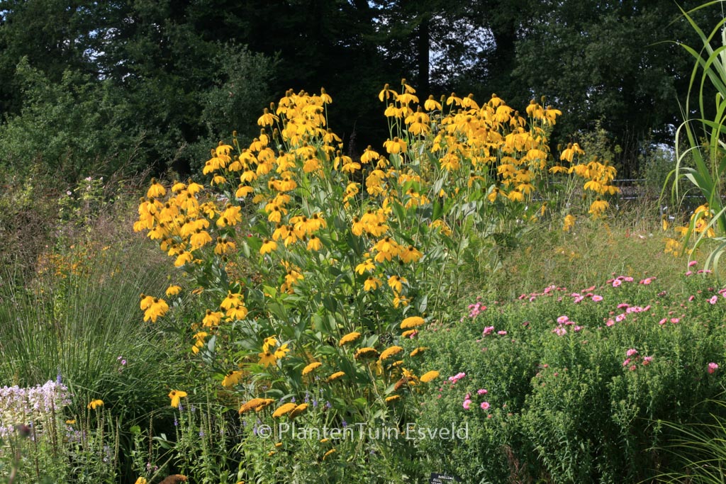 Rudbeckia nitida ‚Juligold‘