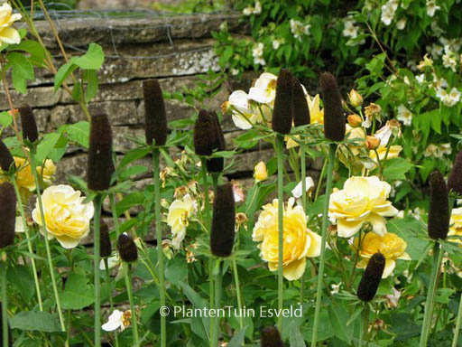 Rudbeckia occidentalis ‚Green Wizzard‘
