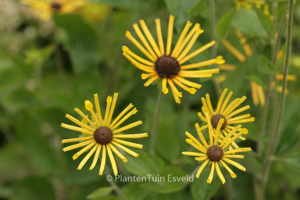 Rudbeckia subtomentosa ‚Henry Eilers‘