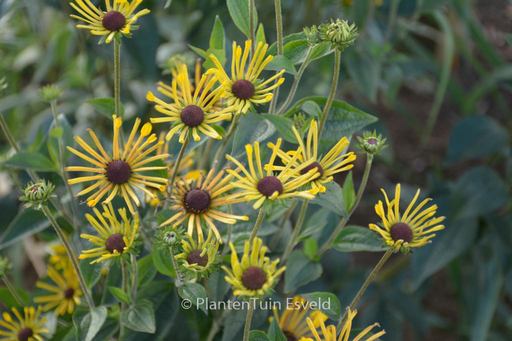 Rudbeckia subtomentosa ‚Little Henry‘