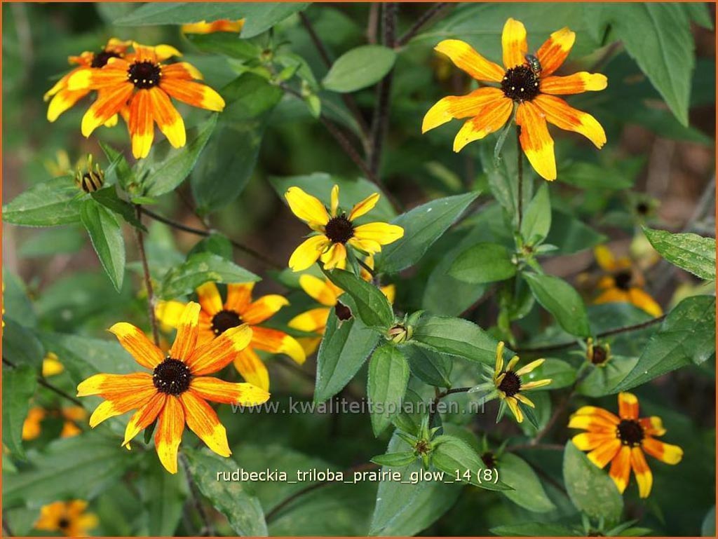 Rudbeckia triloba ‚Prairie Glow‘