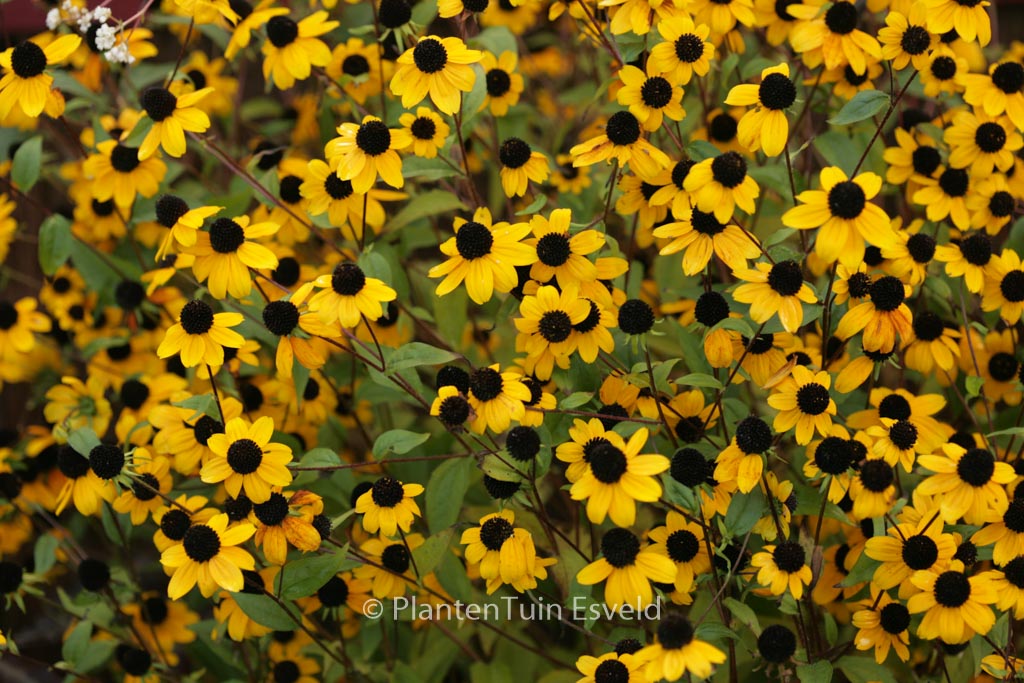 Rudbeckia triloba
