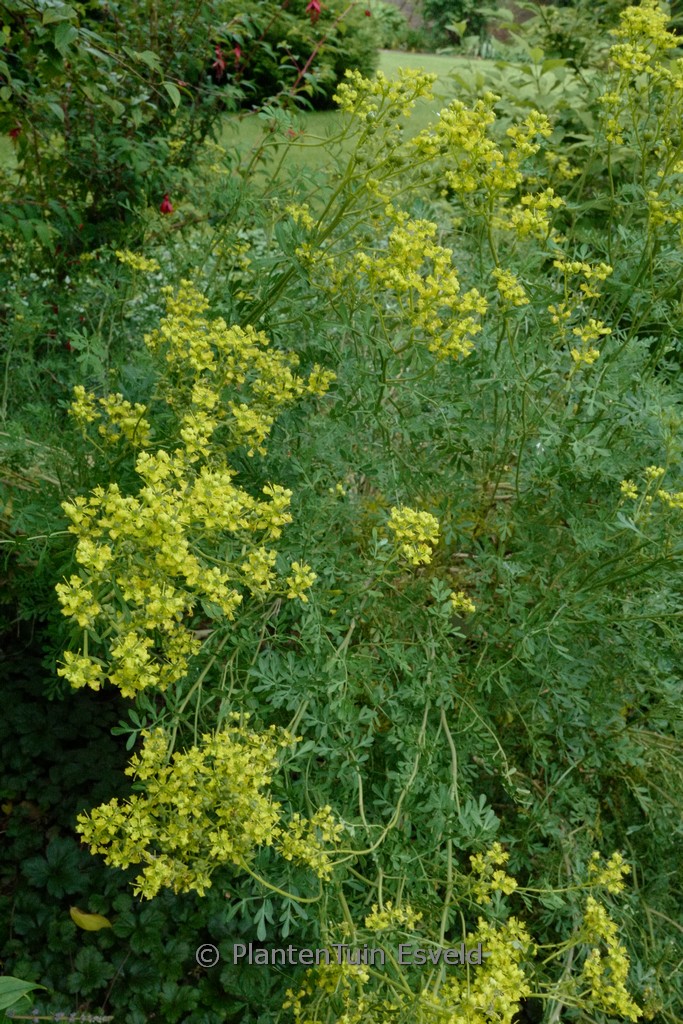 Ruta graveolens