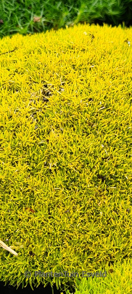 Sagina subulata ‚Aurea‘