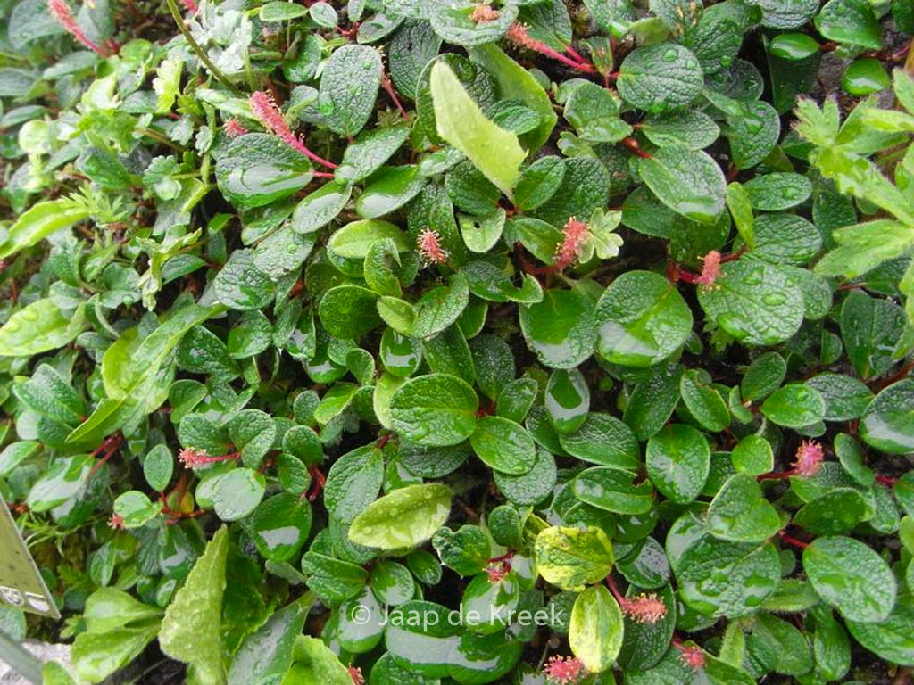 Salix ‚Boydii‘