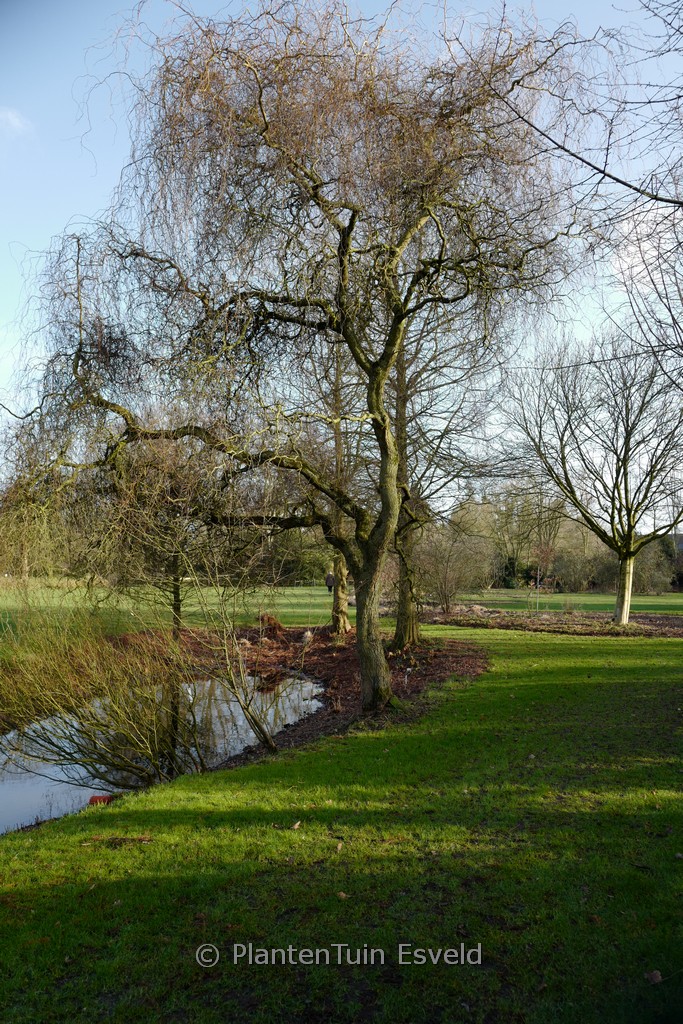 Salix ‚Erythroflexuosa‘