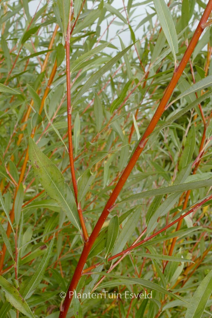 Salix alba ‚Chermesina‘