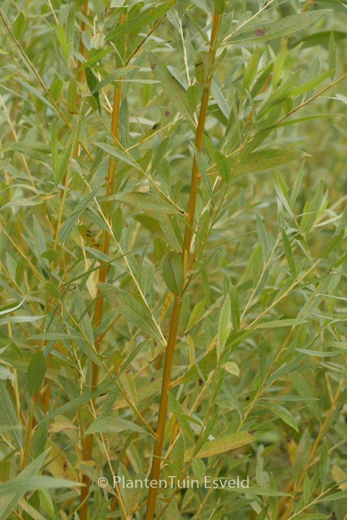 Salix alba ‚Golden Ness‘