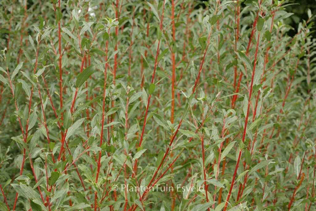 Salix alba ‚Yelverton‘