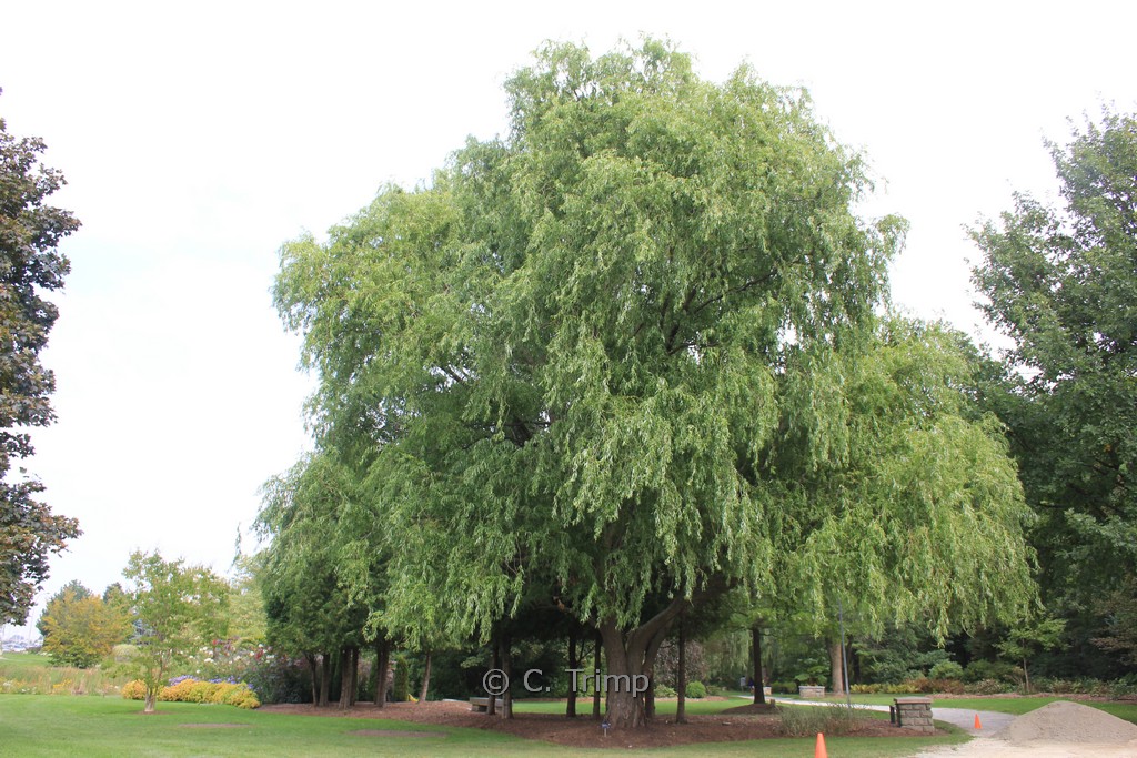 Salix babylonica ‚Tortuosa‘
